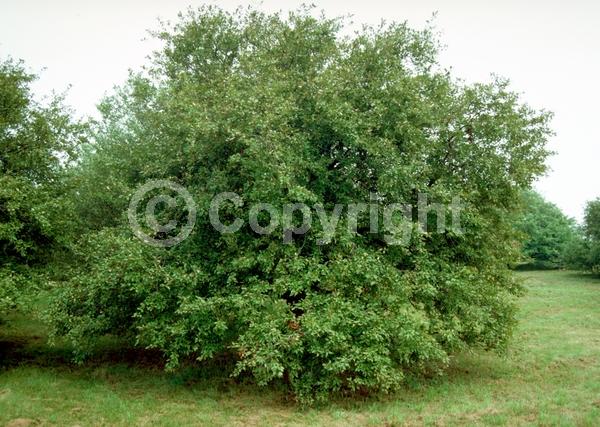 Red blooms; Pink blooms; Deciduous; Broadleaf
