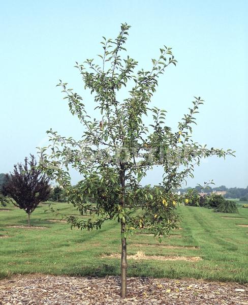 White blooms; Deciduous; Broadleaf
