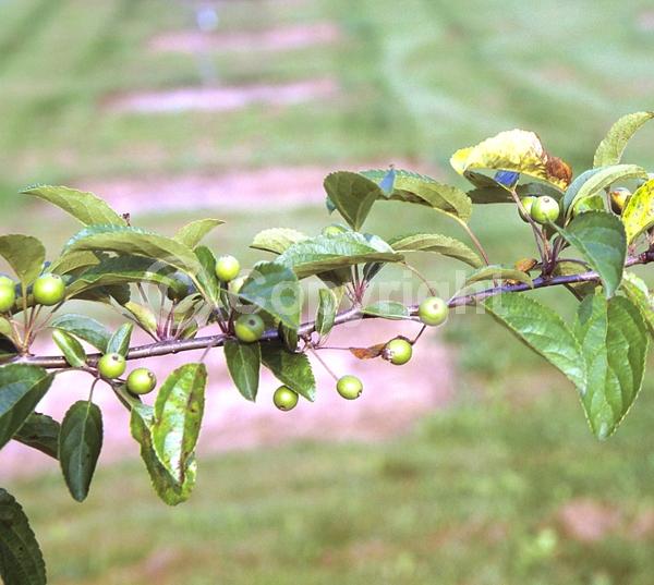 White blooms; Deciduous; Broadleaf