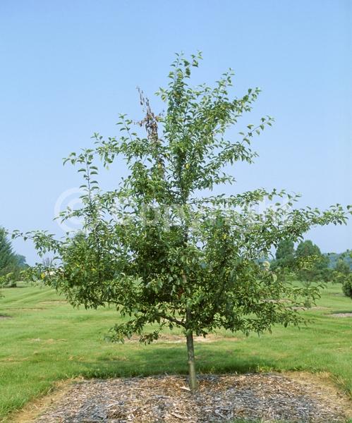 White blooms; Deciduous; Broadleaf