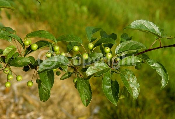 White blooms; Deciduous; Broadleaf
