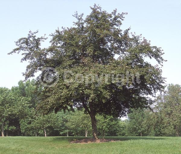 Red blooms; Pink blooms; Deciduous; Broadleaf