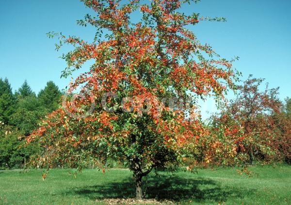 White blooms; Deciduous; Broadleaf