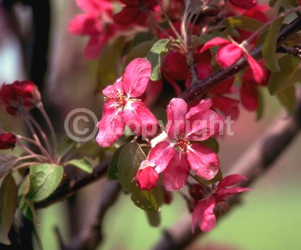 Red blooms; Deciduous; Broadleaf