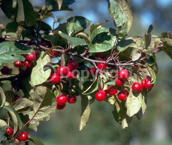 Red blooms; Deciduous; Broadleaf