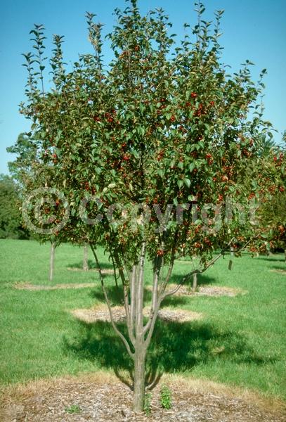 Red blooms; Deciduous; Broadleaf