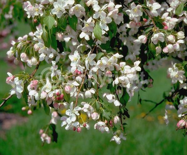 White blooms; Pink blooms; Deciduous; Broadleaf