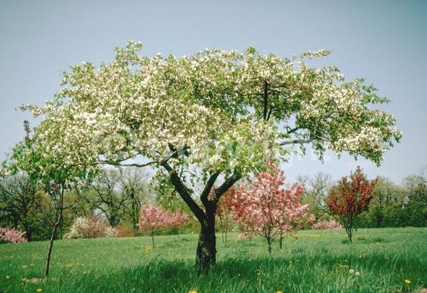 White blooms; Pink blooms; Deciduous; Broadleaf
