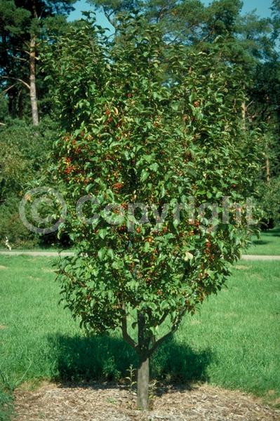 White blooms; Deciduous; Broadleaf
