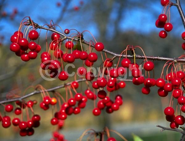 White blooms; Deciduous; Broadleaf