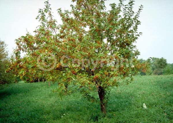 White blooms; Deciduous; Broadleaf