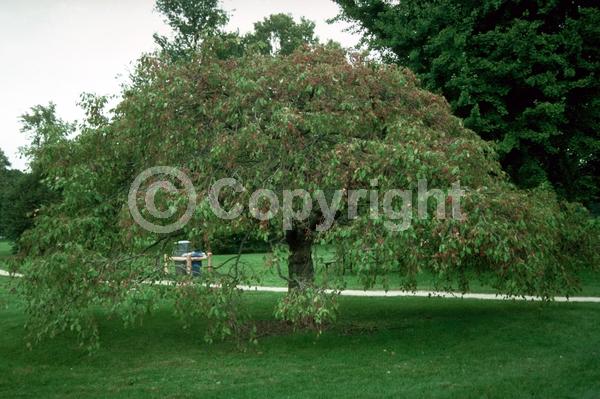 White blooms; Pink blooms; Deciduous; Broadleaf