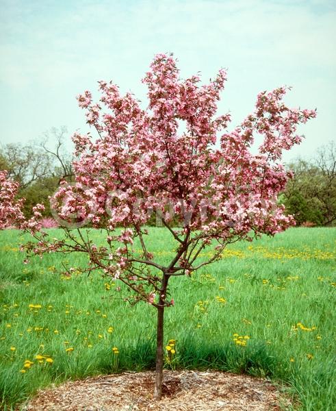 Pink blooms; Deciduous; Broadleaf