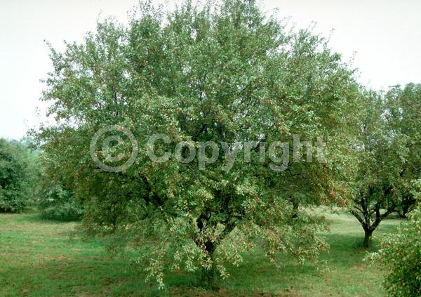 Pink blooms; Deciduous; Broadleaf
