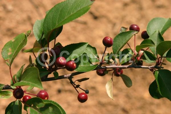 Pink blooms; Deciduous; Broadleaf