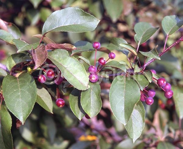 Pink blooms; Deciduous; Broadleaf