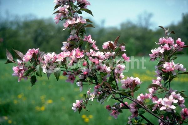 Pink blooms; Deciduous; Broadleaf
