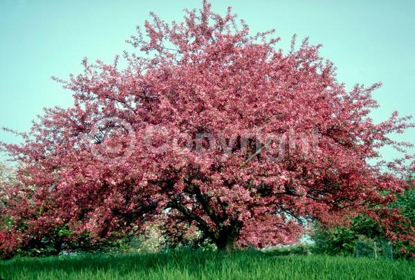 Pink blooms; Deciduous; Broadleaf