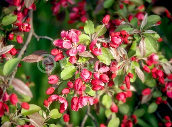 Pink blooms; Deciduous; Broadleaf