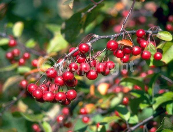 Pink blooms; Deciduous; Broadleaf