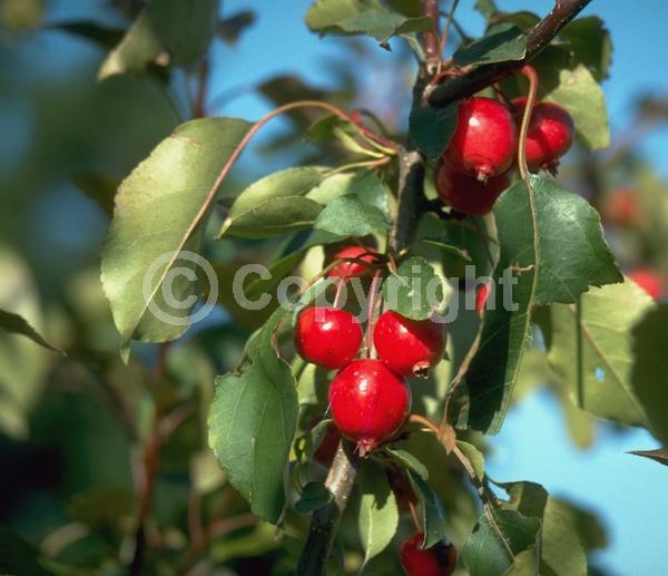 Pink blooms; Deciduous; Broadleaf