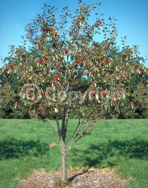 Pink blooms; Deciduous; Broadleaf