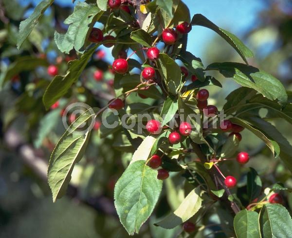 White blooms; Pink blooms; Deciduous; Broadleaf