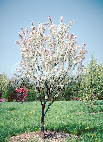 White blooms; Pink blooms; Deciduous; Broadleaf