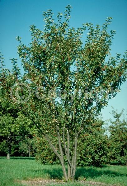White blooms; Pink blooms; Deciduous; Broadleaf