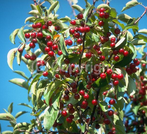 White blooms; Deciduous; Broadleaf