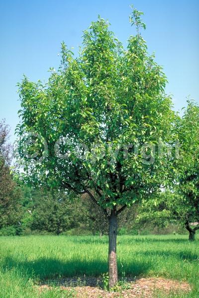 White blooms; Deciduous; Broadleaf