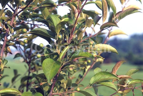 White blooms; Deciduous; Broadleaf