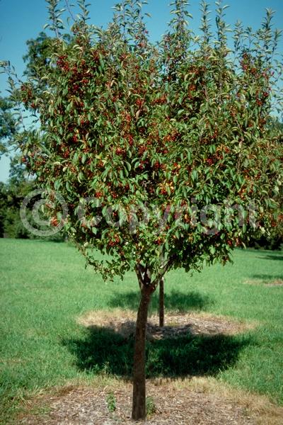 White blooms; Deciduous; Broadleaf