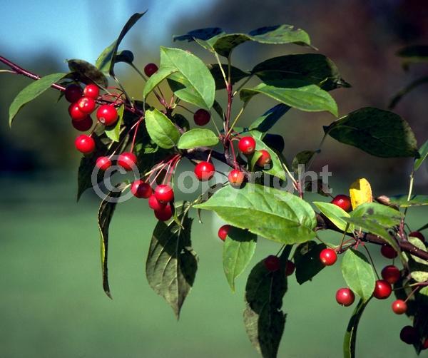 White blooms; Deciduous; Broadleaf
