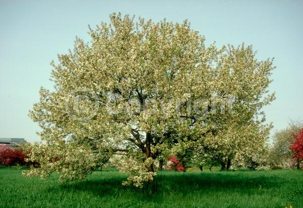 White blooms; Deciduous; Broadleaf