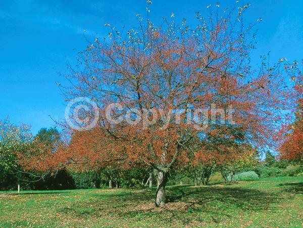 White blooms; Deciduous; Broadleaf