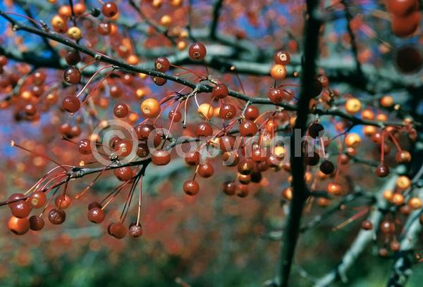 White blooms; Deciduous; Broadleaf