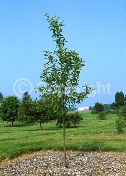 White blooms; Deciduous; Broadleaf