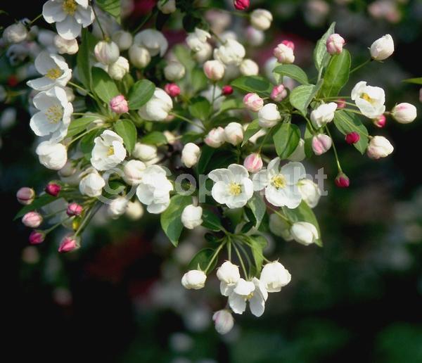 White blooms; Deciduous; Broadleaf
