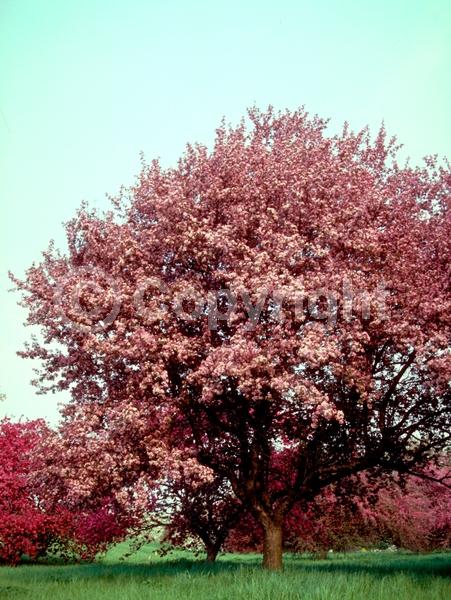 Red blooms; White blooms; Pink blooms; Deciduous; Broadleaf