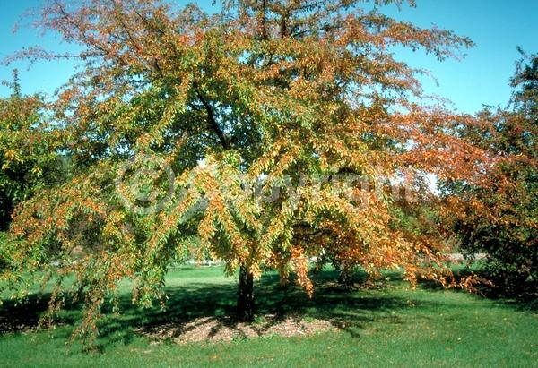 Red blooms; White blooms; Pink blooms; Deciduous; Broadleaf