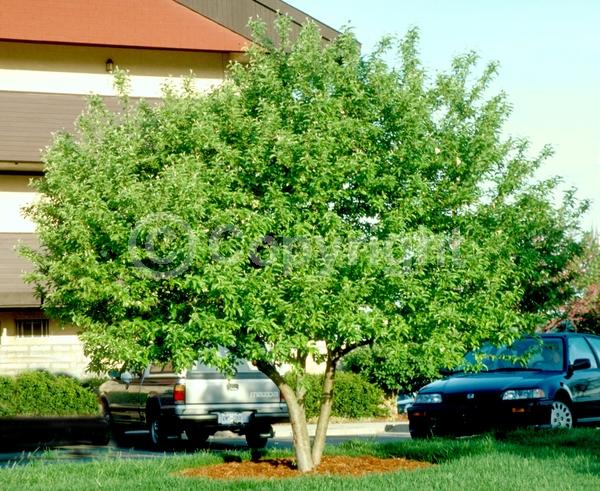 Red blooms; White blooms; Pink blooms; Deciduous; Broadleaf