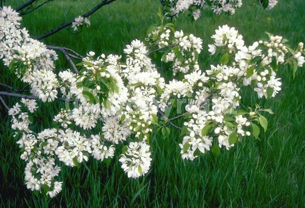 White blooms; Deciduous; Broadleaf