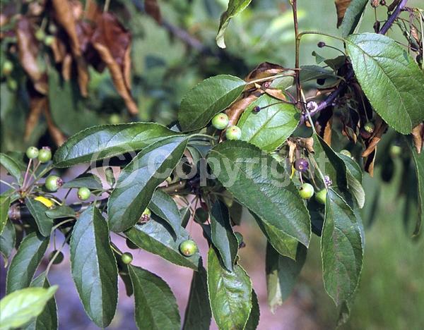 White blooms; Deciduous; Broadleaf