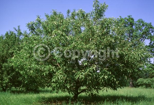 White blooms; Deciduous; Broadleaf