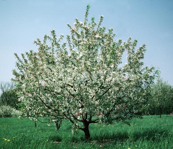 White blooms; Deciduous; Broadleaf