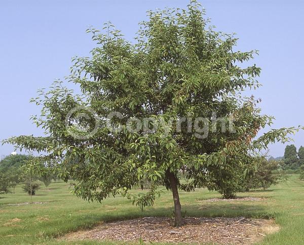 White blooms; Deciduous; Broadleaf