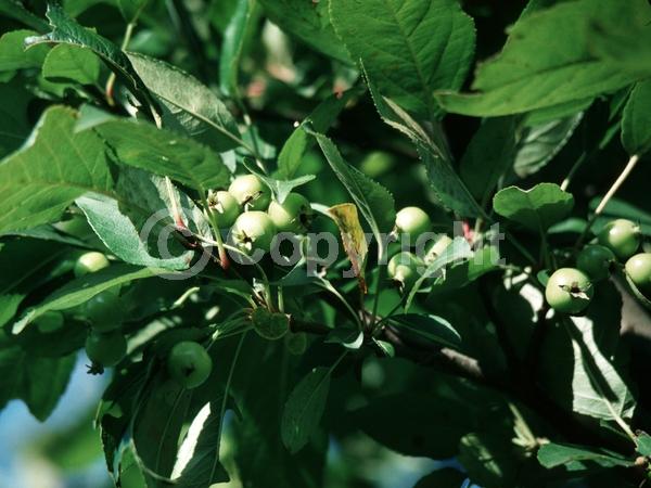 White blooms; Deciduous; Broadleaf