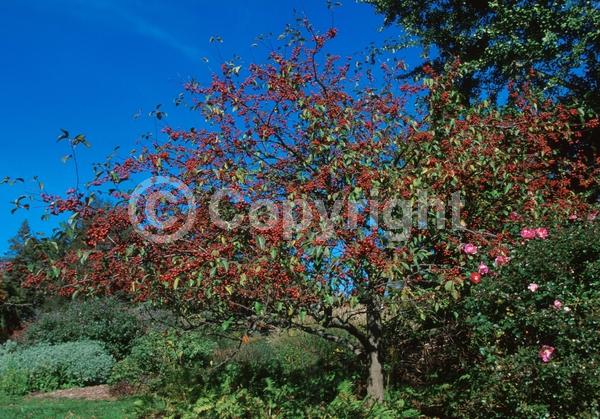 White blooms; Deciduous; Broadleaf