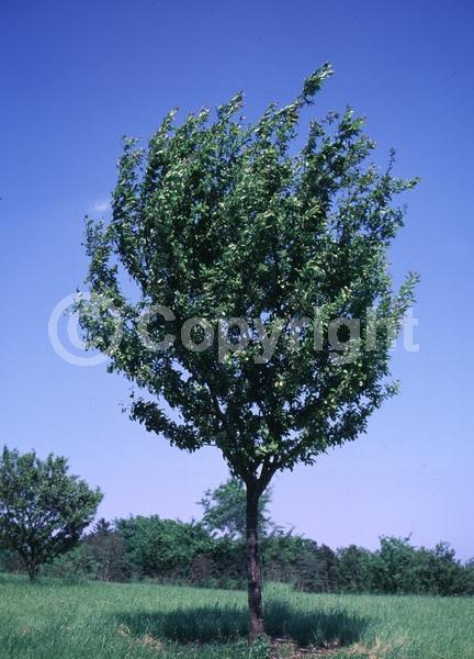 White blooms; Deciduous; Broadleaf